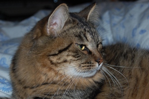 Siberian Meow Cattery, hypoallergenic cats: Jyntico Alex of Siberian Meow