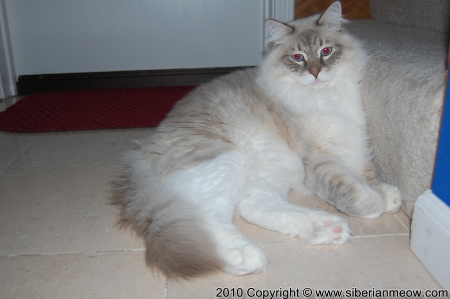 Neva Masquerade cat Antony