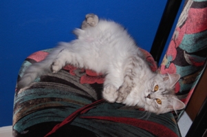Siberian Meow Cattery, hypoallergenic cats: Eropheya on the Chair