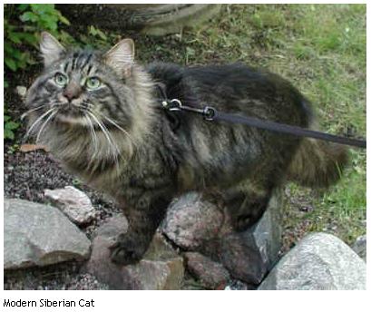 Modern Siberian Cat