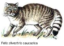 Felis silvestris caucasica