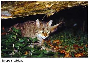 European wildcat