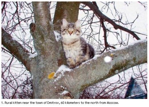 1. Rural kitten near the town of Dmitrov, 60 kilometers to the north from Moscow.
