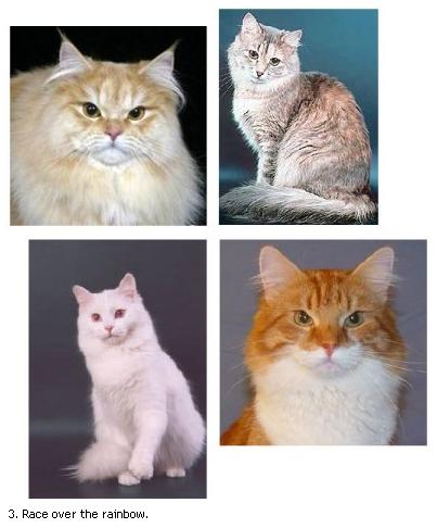 3. Race over the rainbow.