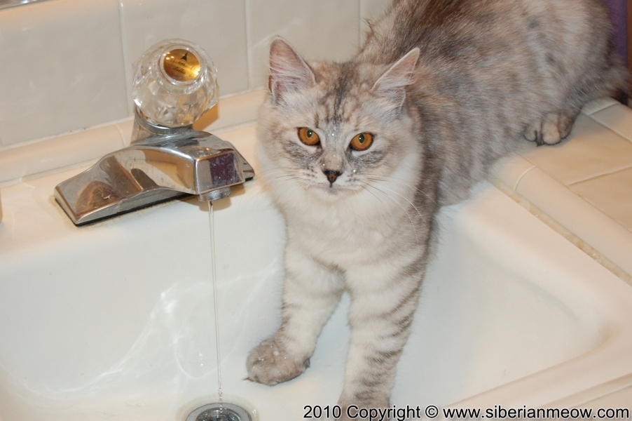 Favorite Photos of Siberian Meow Cattery