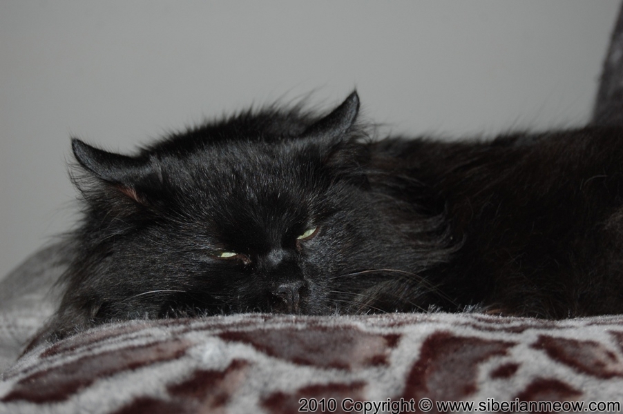 Favorite Photos of Siberian Meow Cattery