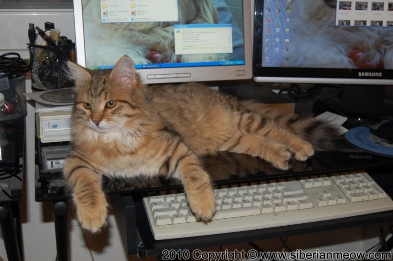 Siberian Meow Cattery, hypoallergenic cats: Ruslana Sibaris of SiberianMeow