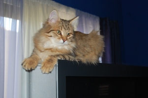 Siberian Meow Cattery, hypoallergenic cats: Ruslana on TV