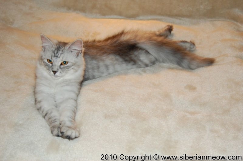 Siberian Meow Cattery, hypoallergenic cats: Edelweiss Eropheya of Siberina Meow