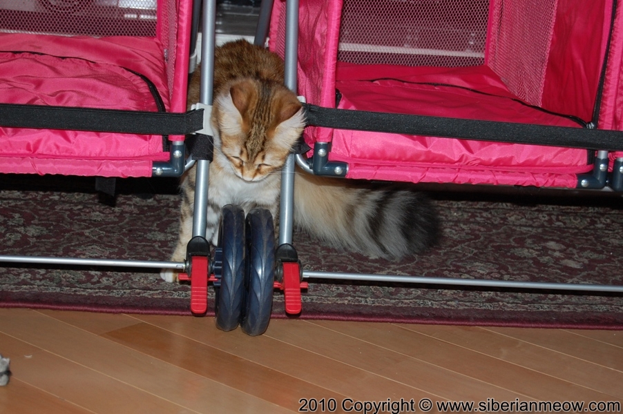 Yurata Ulmira OF SIBERIANMEOW